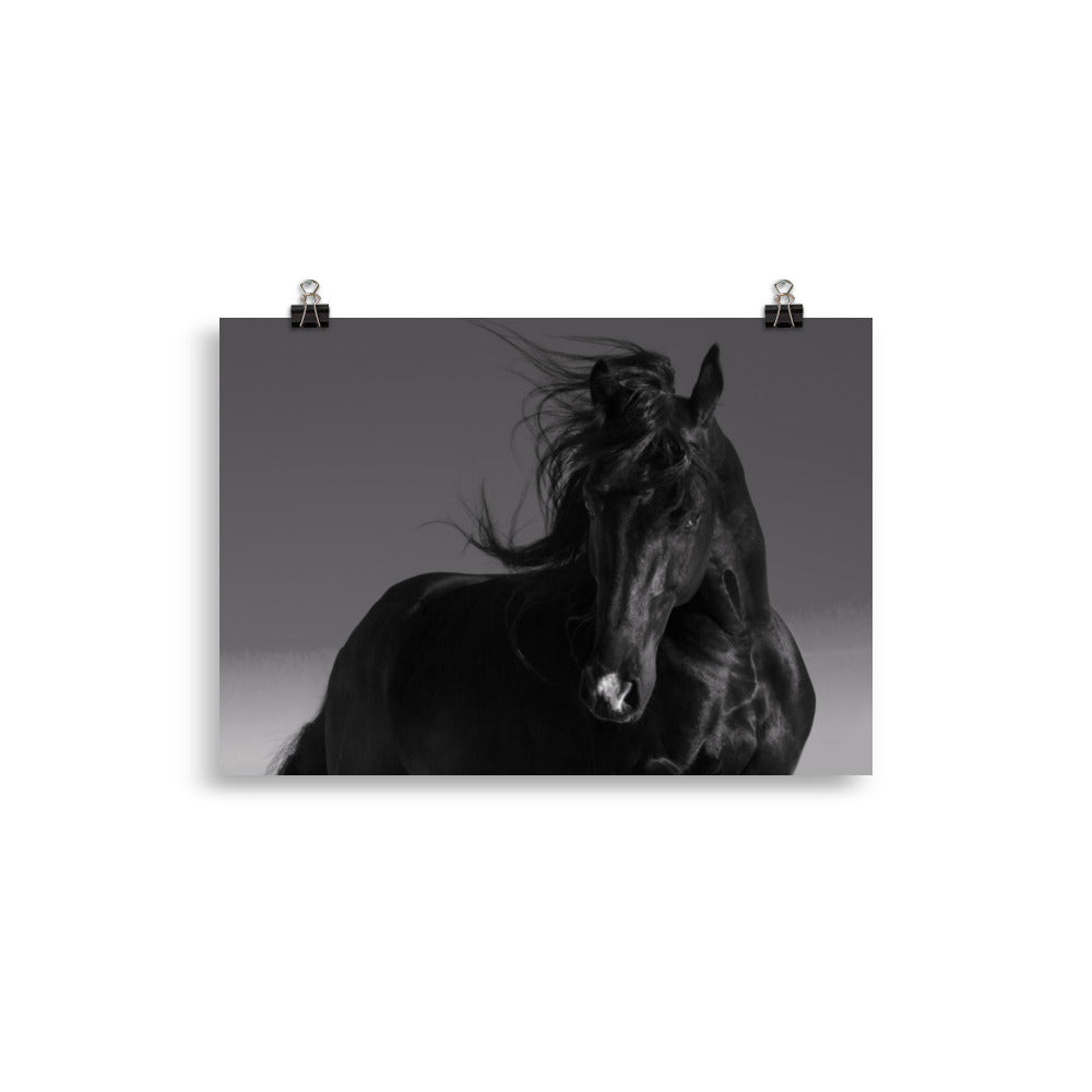 Poster Cheval Noir (noir et blanc)
