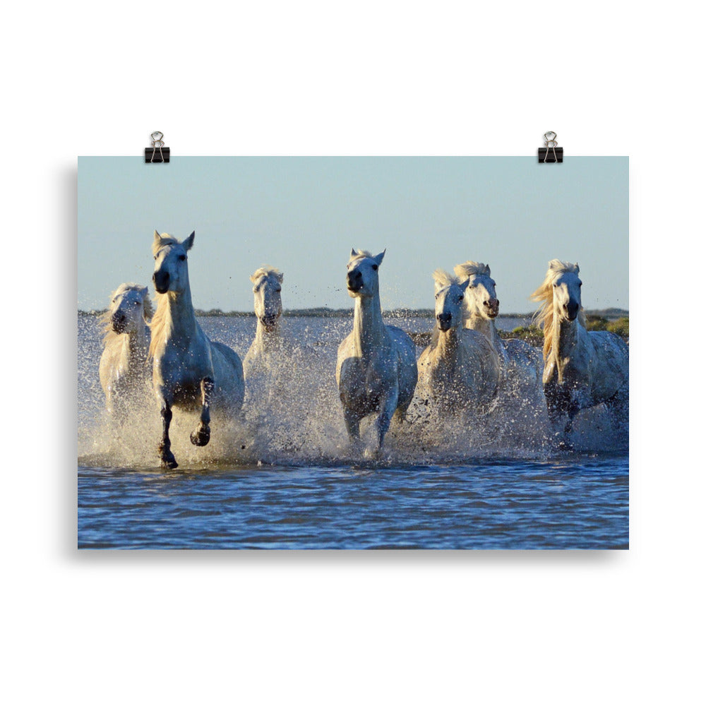 Poster cheval Camargue