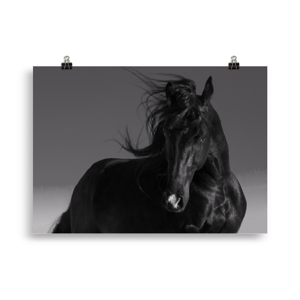 Poster Cheval Noir (noir et blanc)