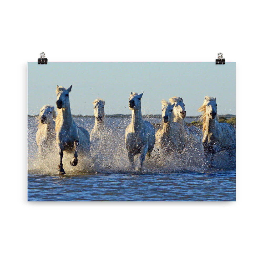 Poster cheval Camargue