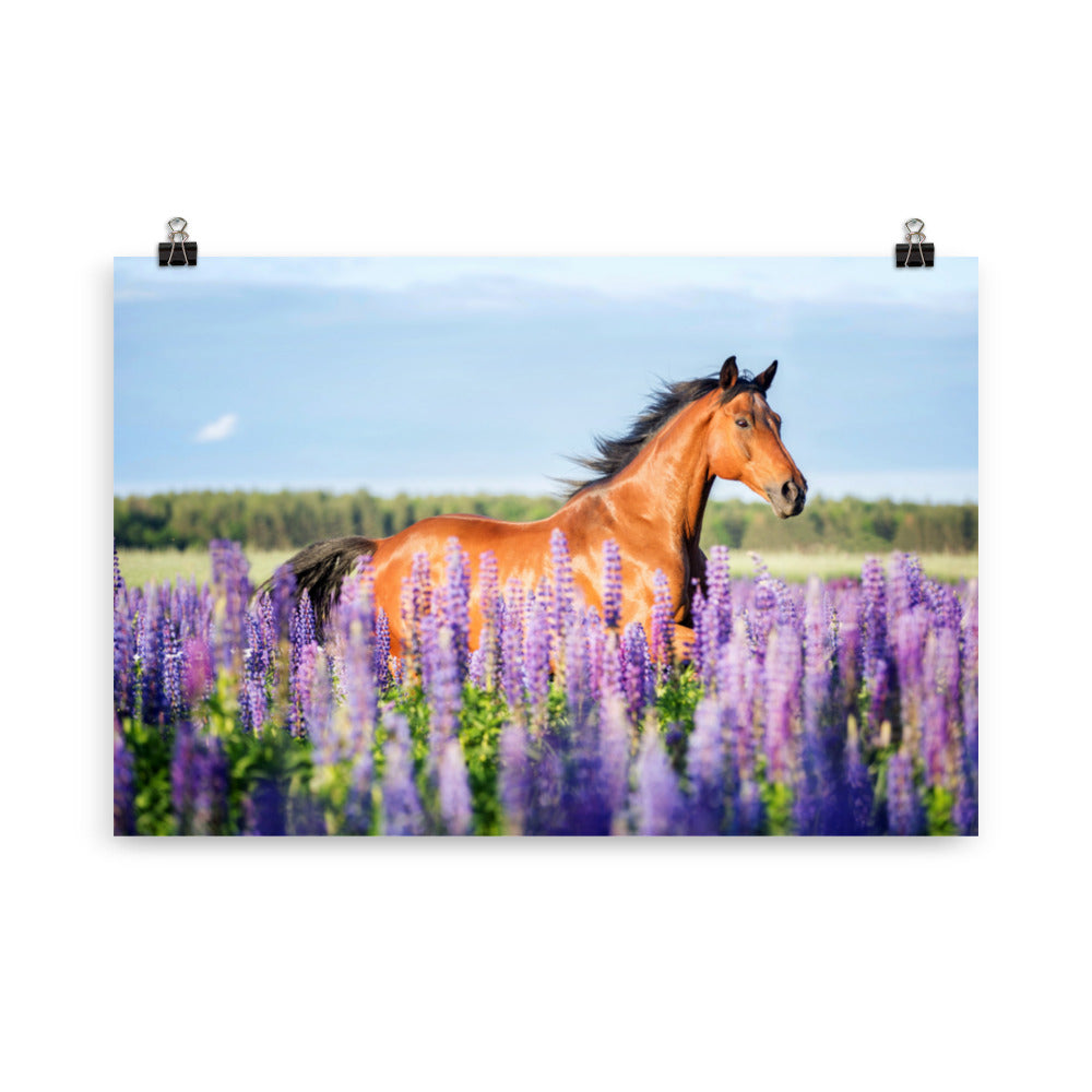 Poster Cheval champ de lavande