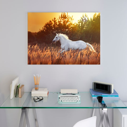 Poster Cheval Blanc Dans les Champs