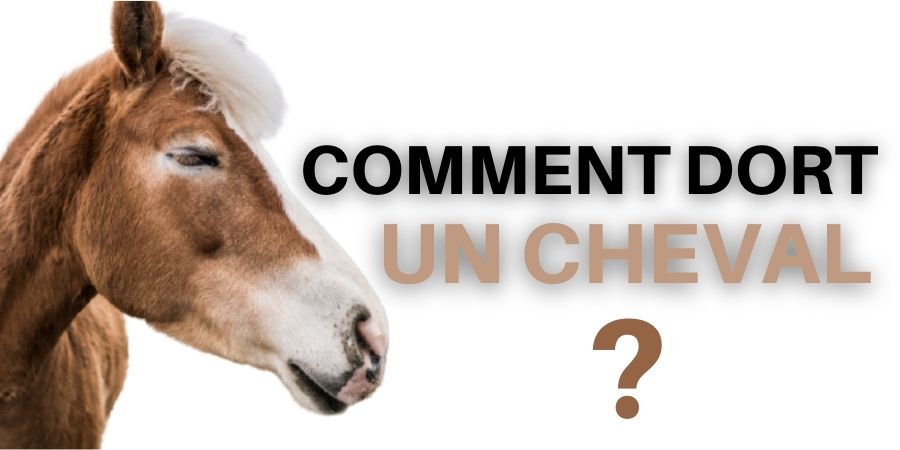 Comment dort un cheval ?