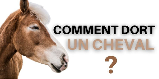 Comment dort un cheval ?