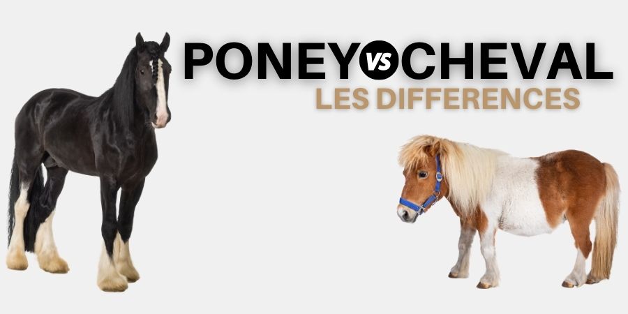 différence poney cheval