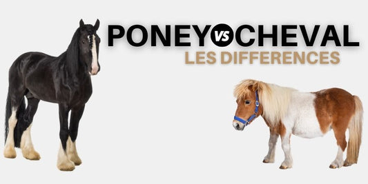 différence poney cheval