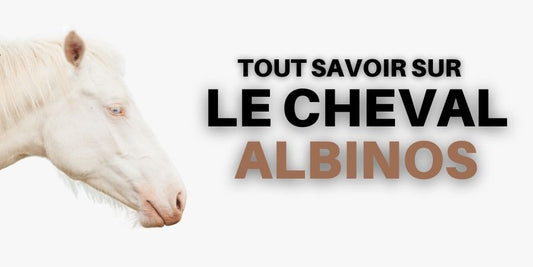 Tout savoir sur le cheval Albinos