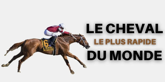 Cheval le plus rapide du monde : 6 Races