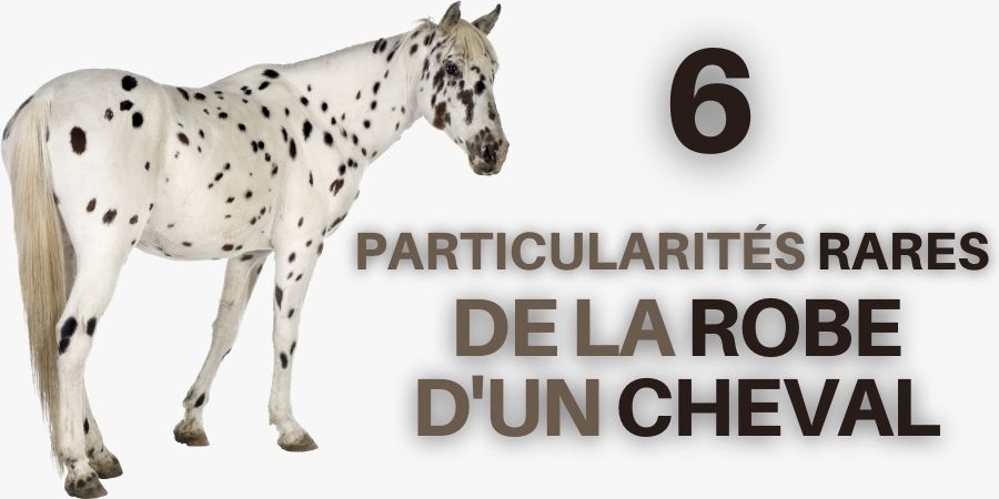 6 Particularités Rares de la Robe d'un Cheval