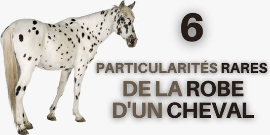 6 Particularités Rares de la Robe d'un Cheval