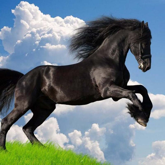 Papier peint cheval frison