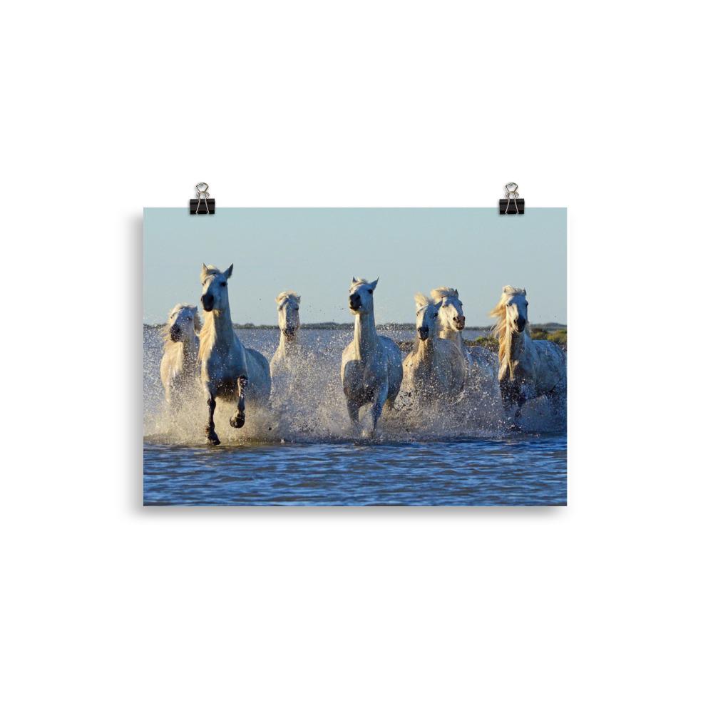Affiche cheval camargue