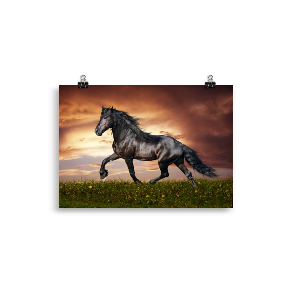 Affiche cheval frison