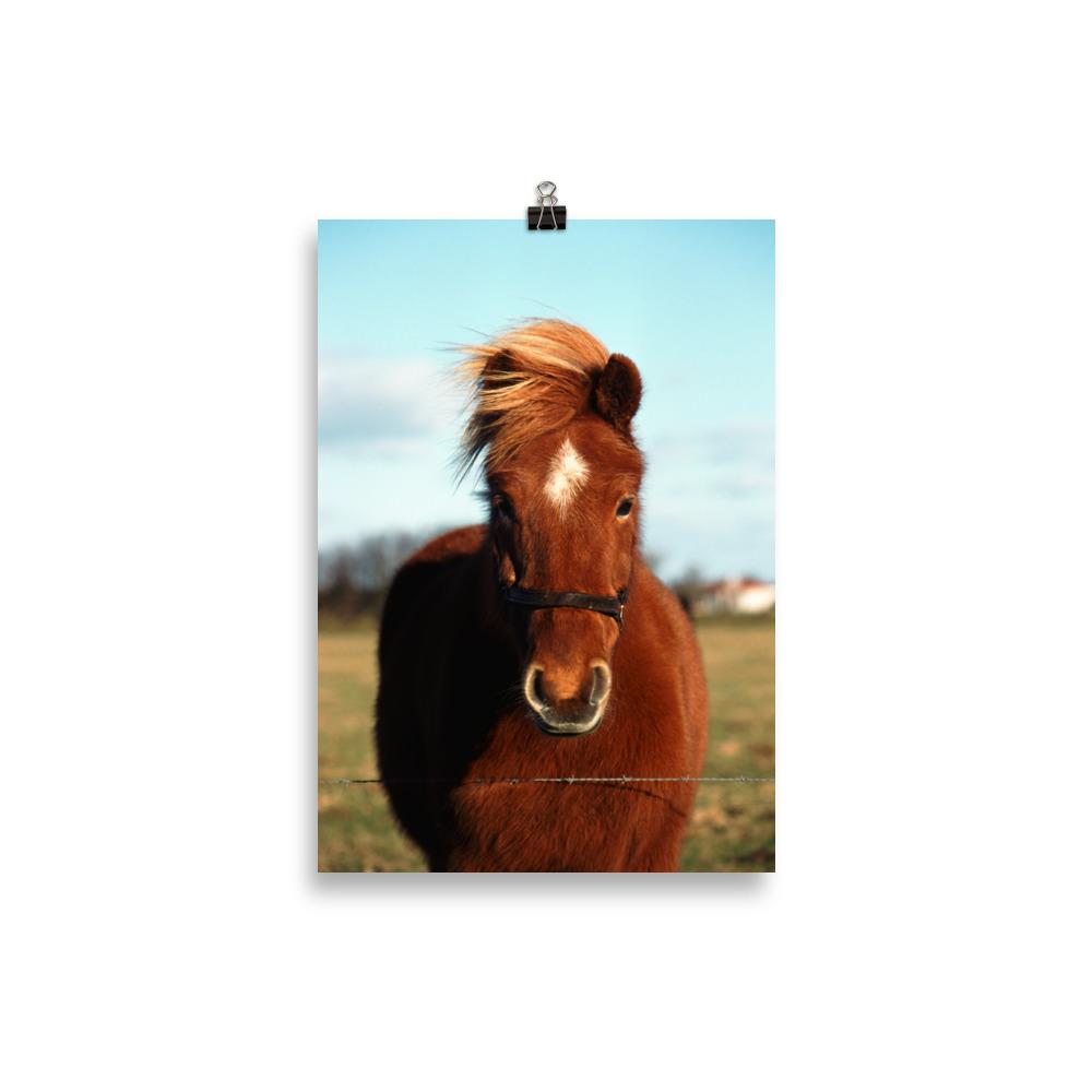 Affiche poney
