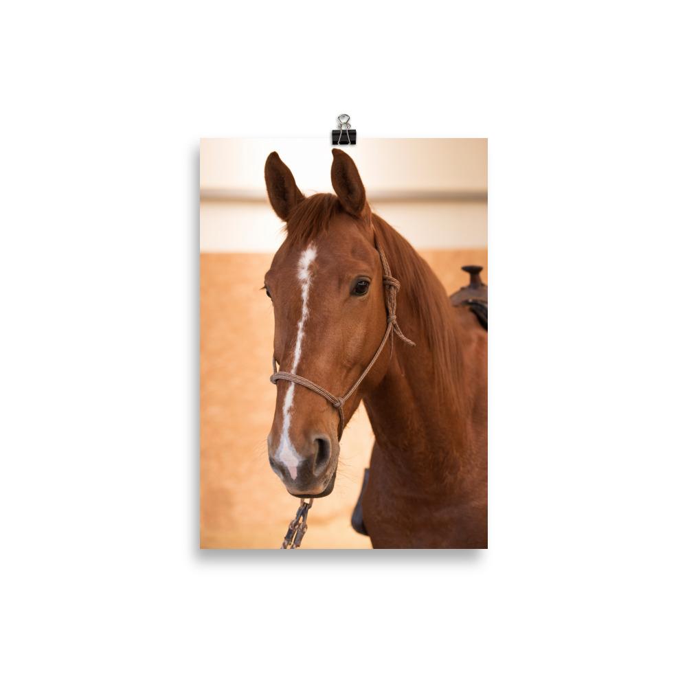 Affiche tete de cheval