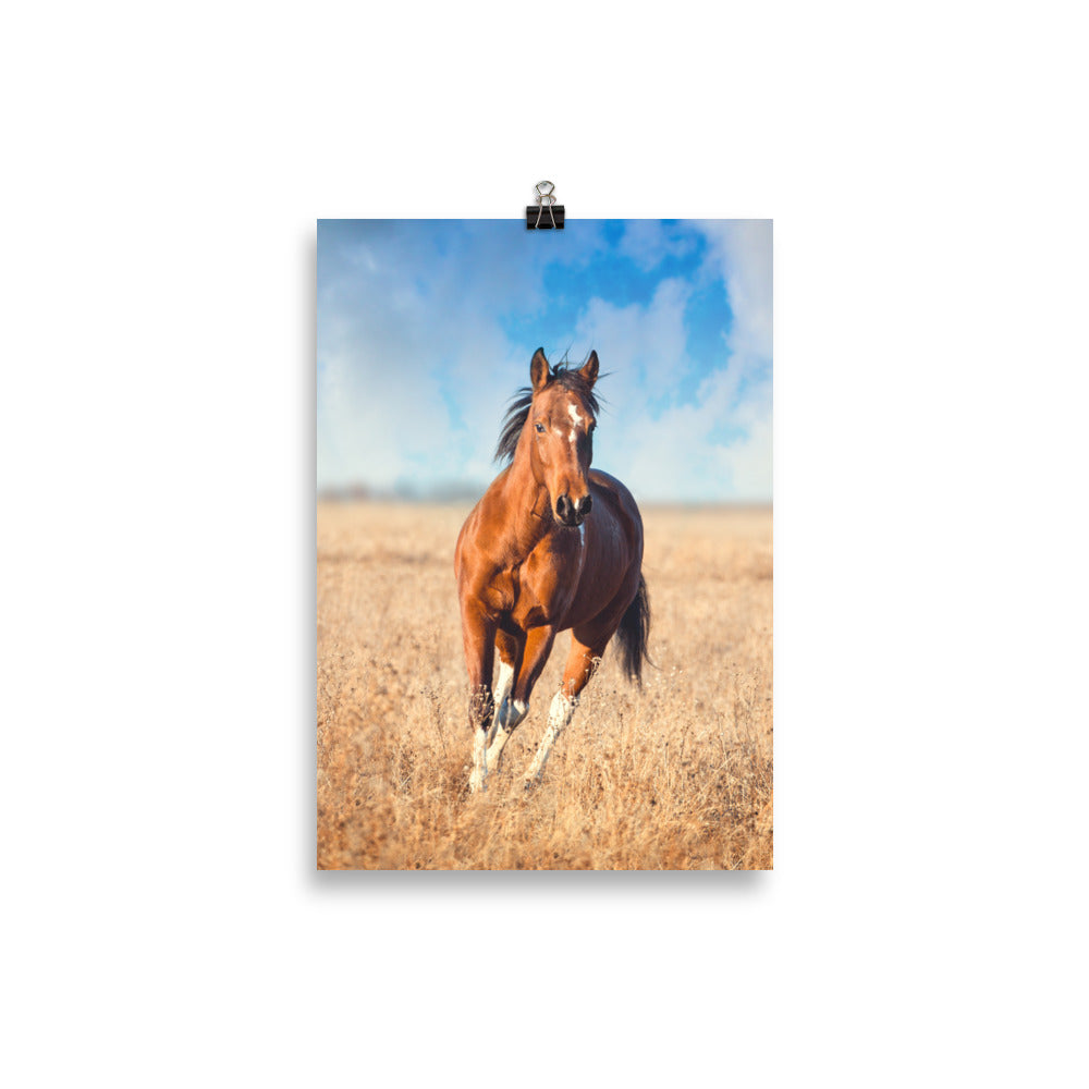 Poster Cheval à la campagne