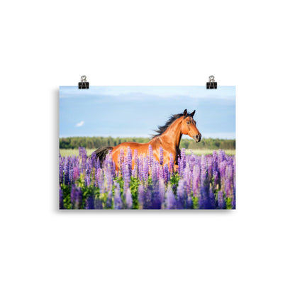 Poster Cheval champ de lavande
