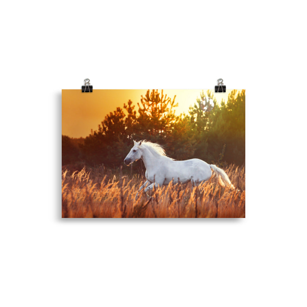 Poster Cheval Blanc Dans les Champs