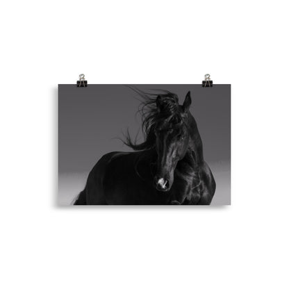 Poster Cheval Noir (noir et blanc)