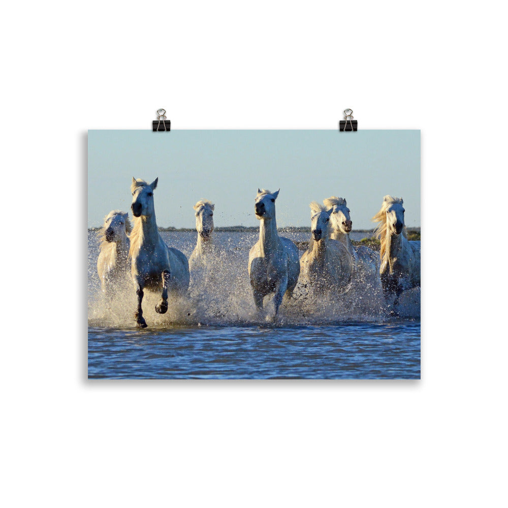 Poster cheval Camargue
