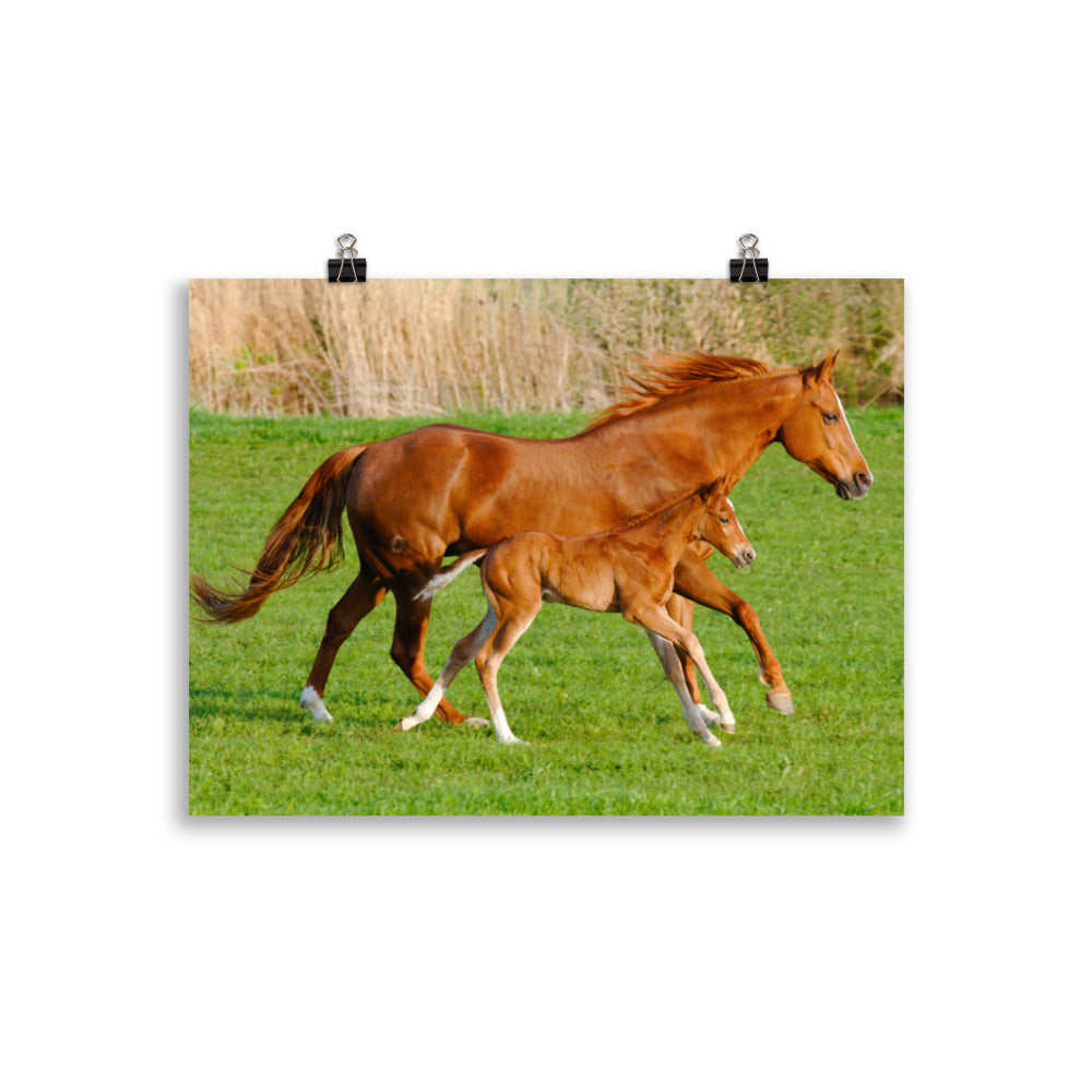 Poster cheval et poulain