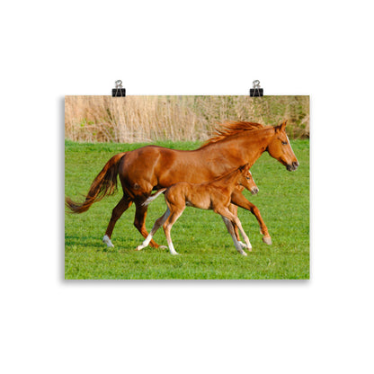 Poster cheval et poulain