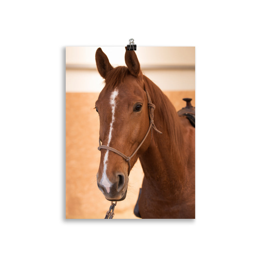 Poster Tête de Cheval