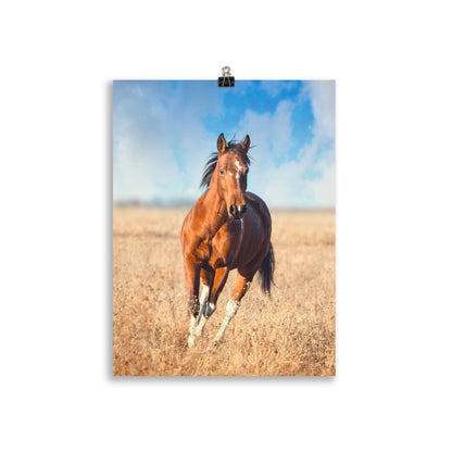 Poster Cheval à la campagne