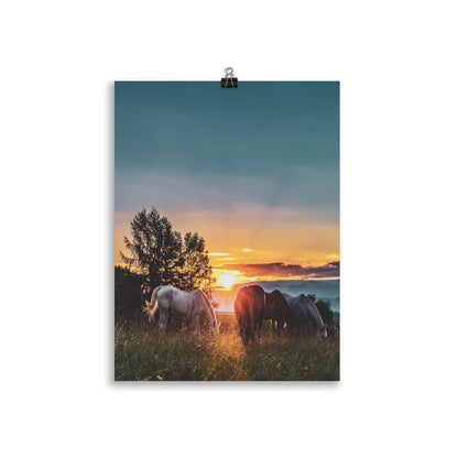 Poster Cheval Couché de Soleil