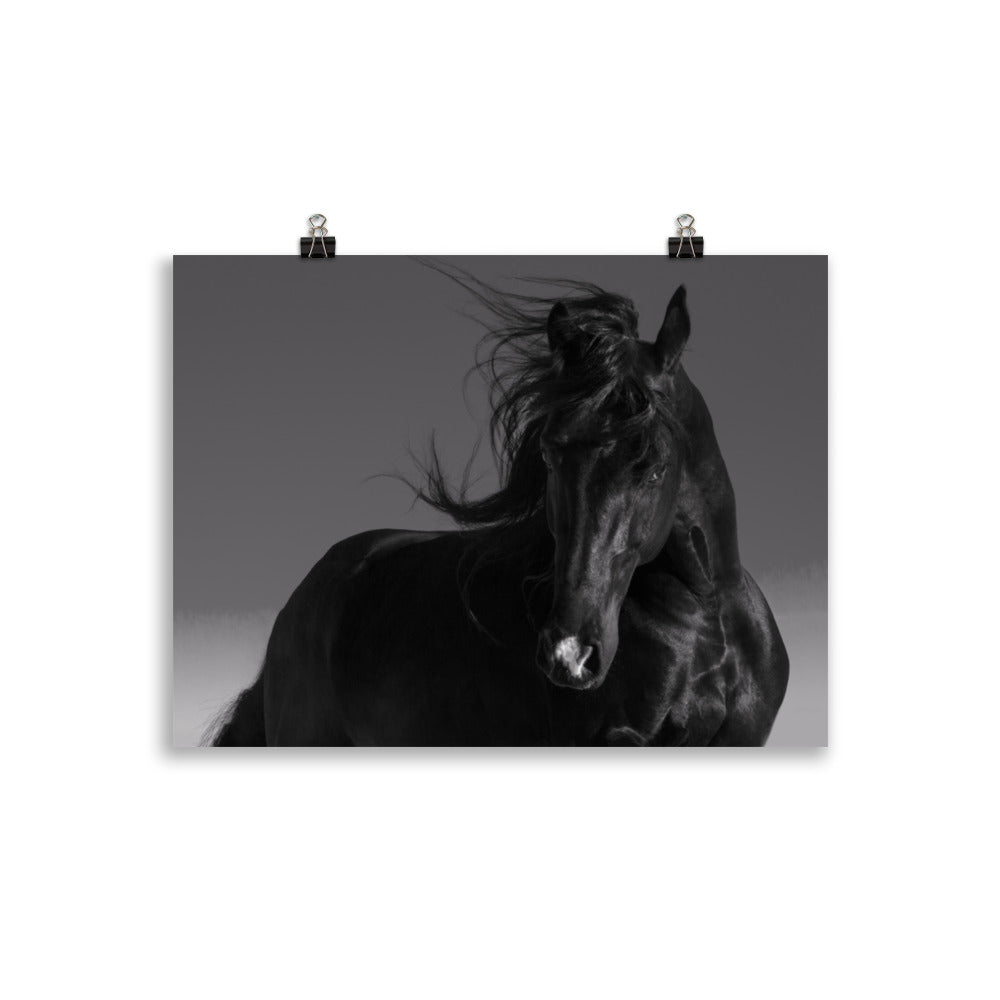 Poster Cheval Noir (noir et blanc)