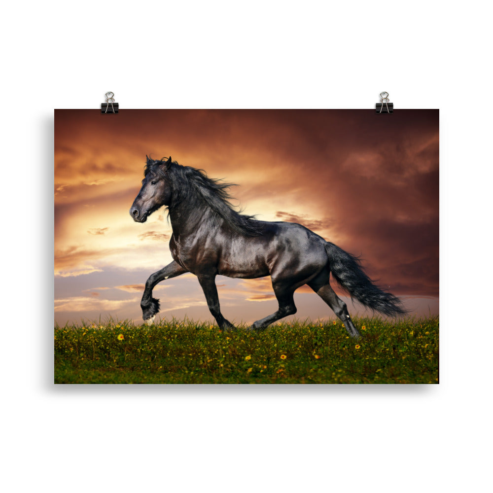 Poster cheval Frison