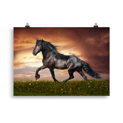 Poster cheval Frison