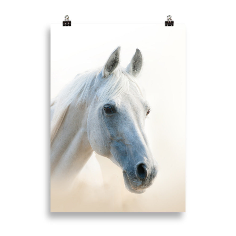 Poster cheval blanc