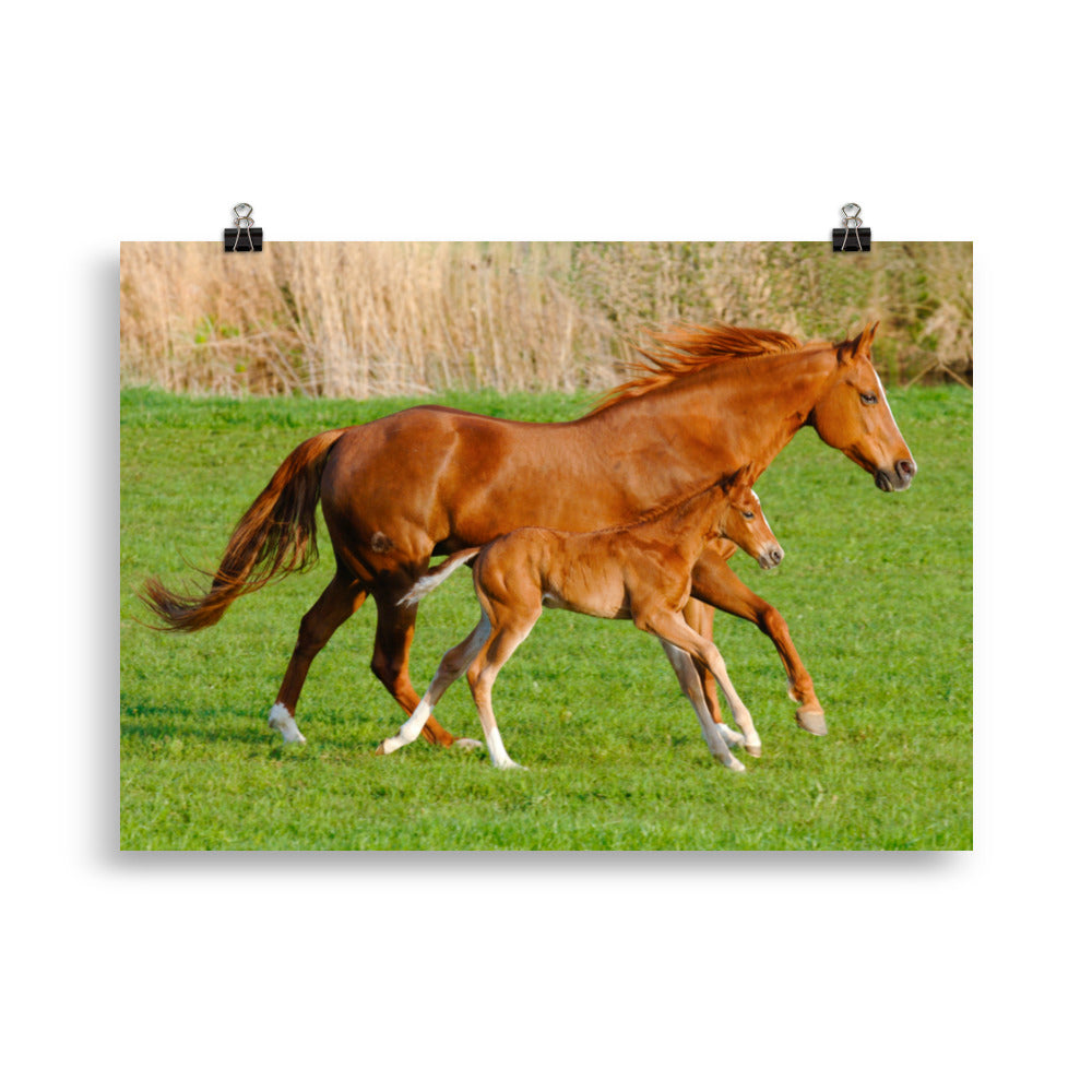 Poster cheval et poulain