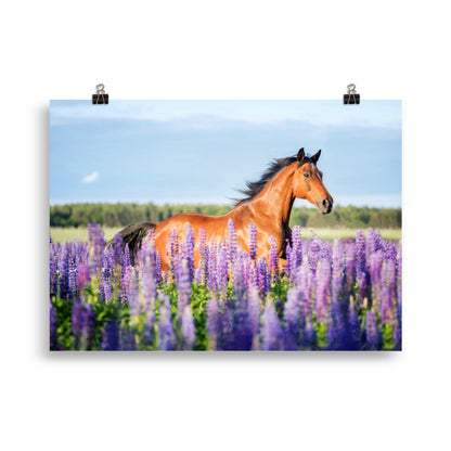 Poster Cheval champ de lavande
