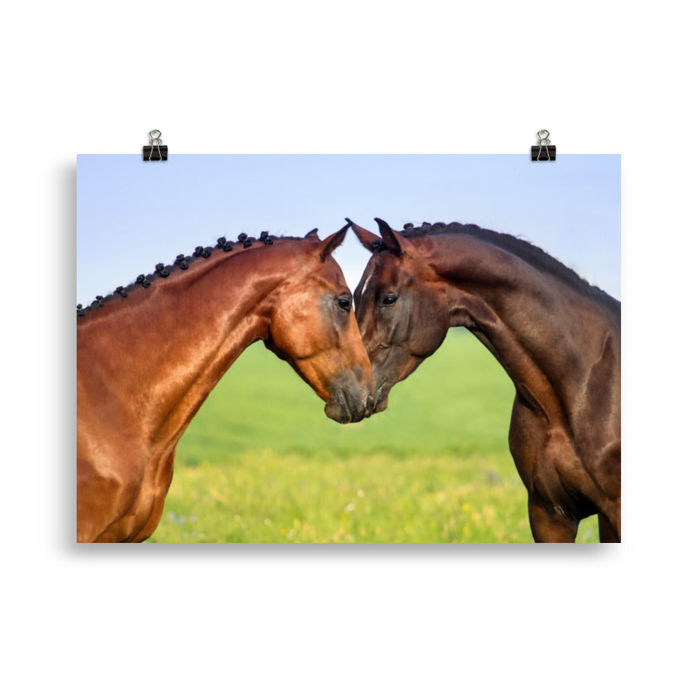 Poster Cheval Câlin