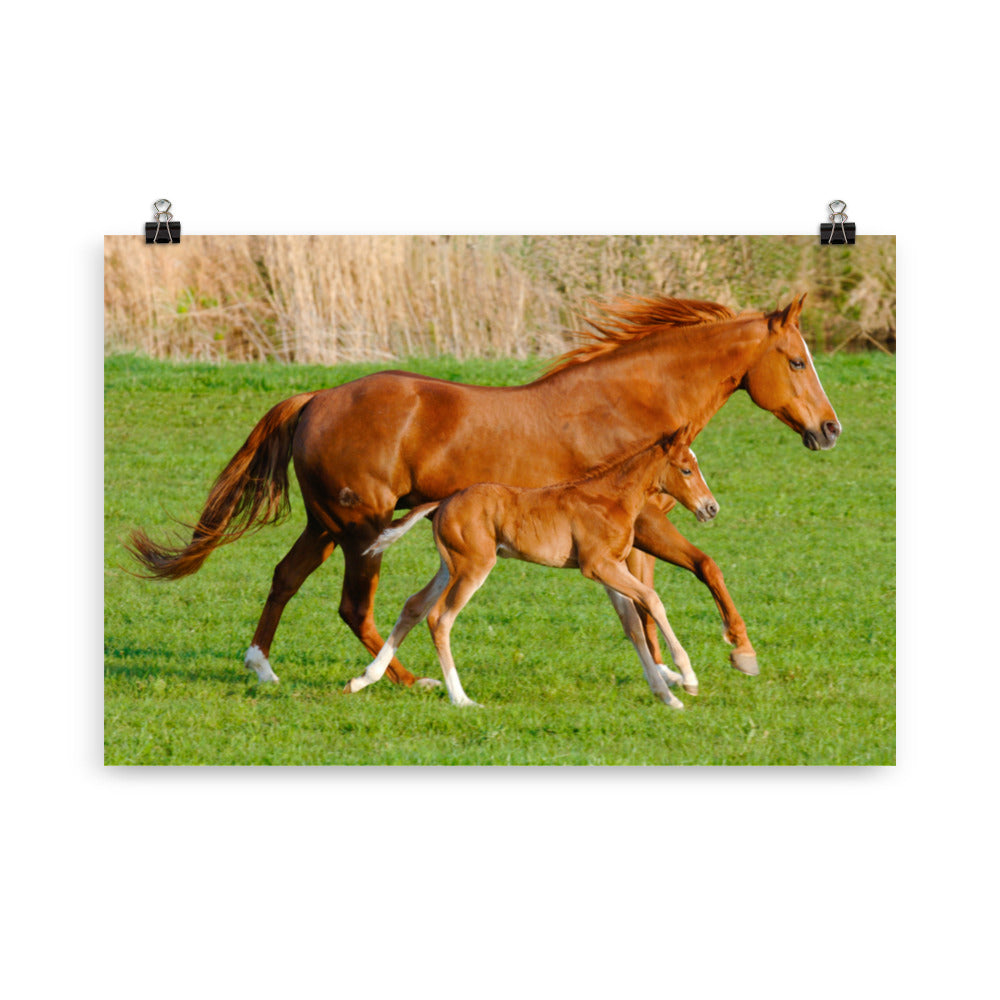 Poster cheval et poulain