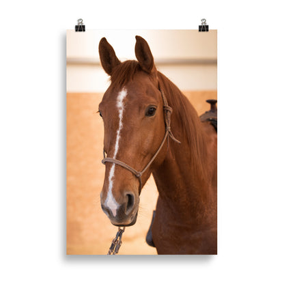 Poster Tête de Cheval