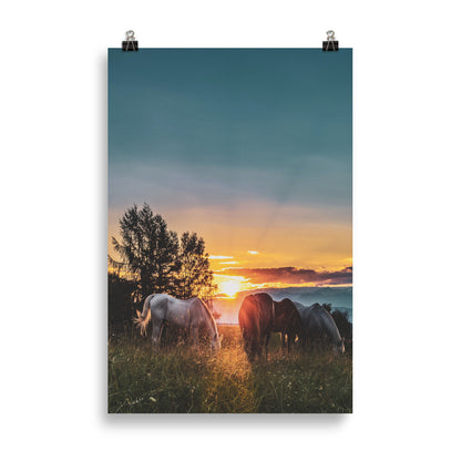Poster Cheval Couché de Soleil