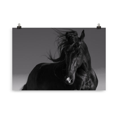 Poster Cheval Noir (noir et blanc)
