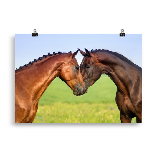 Poster Cheval Câlin