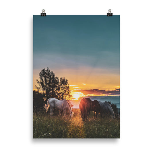 Poster Cheval Couché de Soleil