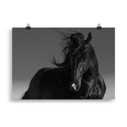 Poster Cheval Noir (noir et blanc)