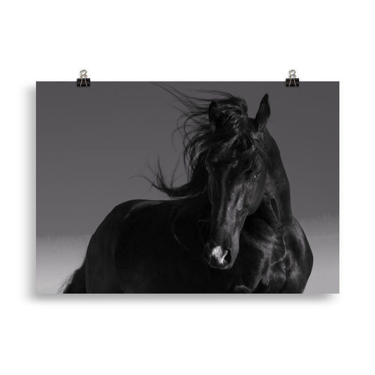 Poster Cheval Noir (noir et blanc)