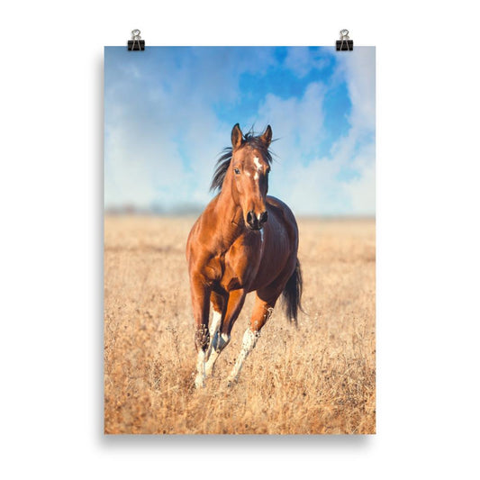 Poster cheval à la campagne
