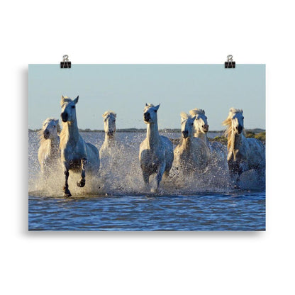 Poster cheval Camargue