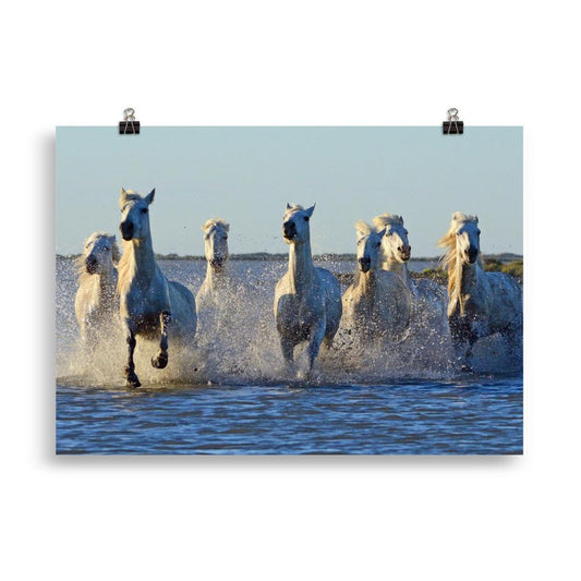 Poster cheval Camargue