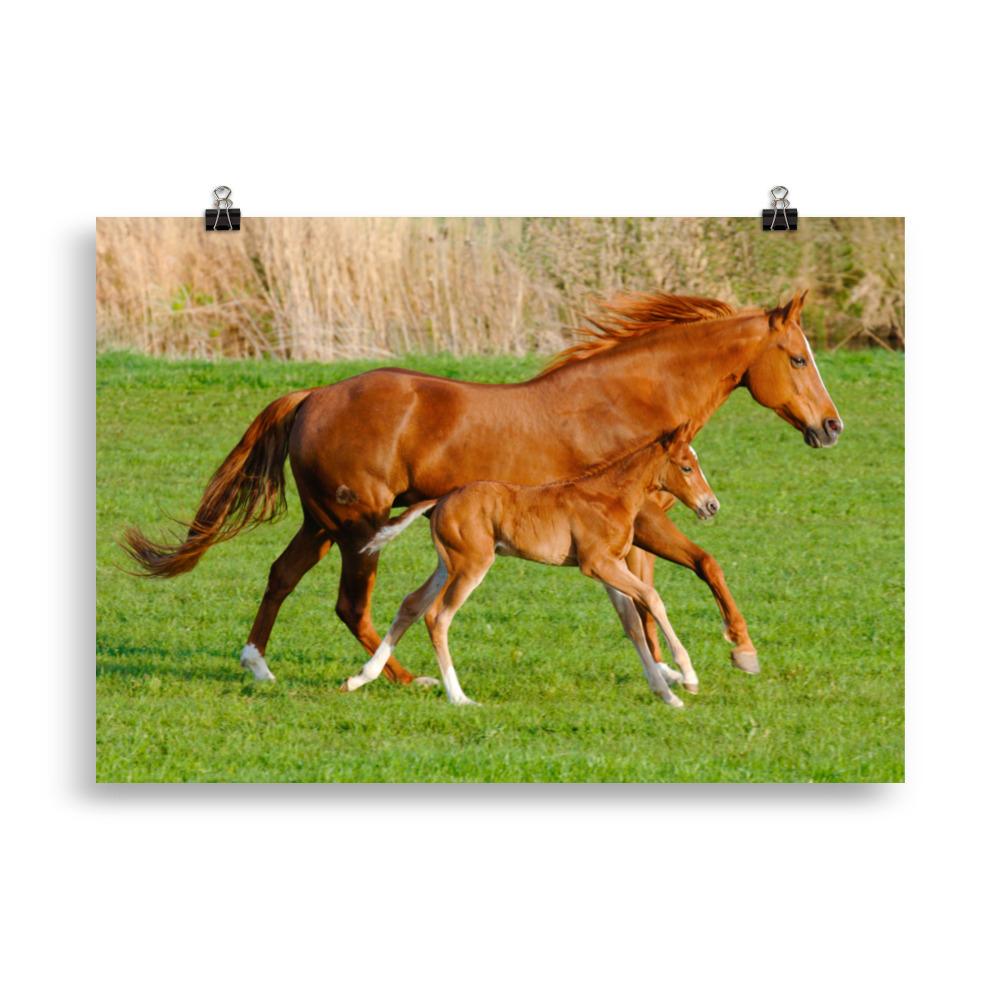 Poster cheval et poulain
