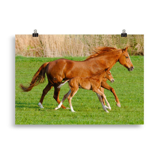 Poster cheval et poulain