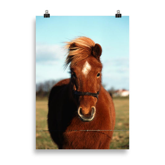 Poster poney